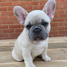 French Bulldog Puppies for Adoption Image eClassifieds4u 2