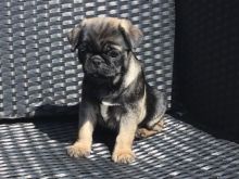 Healthy Pugs puppies Image eClassifieds4u 2