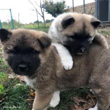 Male and Female Akita puppies, Image eClassifieds4U