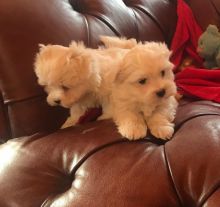 Maltese puppies puppies text (587) 779-6996 Image eClassifieds4U