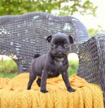 Pug Puppies for Sale text (587) 779-6996 Image eClassifieds4U