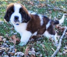 Saint Bernard Puppies for Sale Email us Image eClassifieds4U
