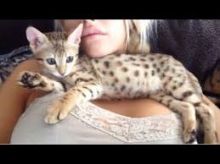 savanna kittens available text (587) 779-6996 Image eClassifieds4U