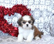 shih tzu puppies ready text (587) 779-6996 Image eClassifieds4U