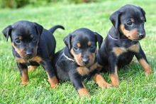 Super doberman puppies for adoption. Image eClassifieds4U