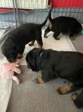 Super Rottweiler Pups Image eClassifieds4U