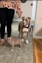 We have healthy pure breed American Pitbull Puppies ready Image eClassifieds4U