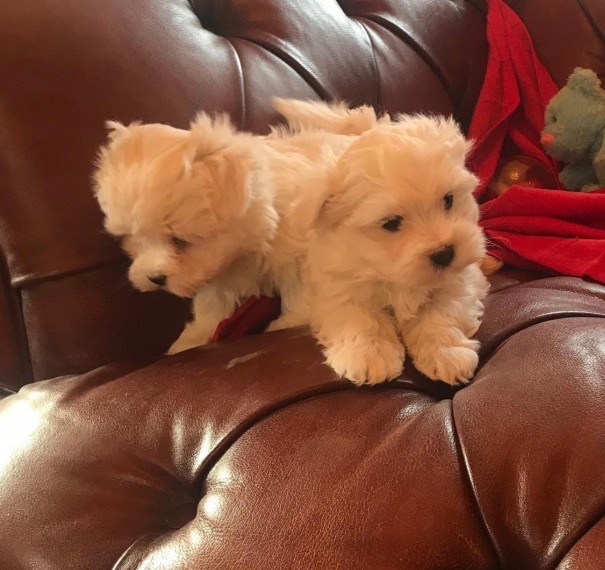 Maltese puppies puppies text (587) 779-6996 Image eClassifieds4u