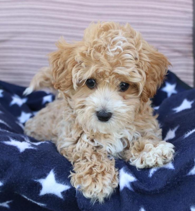 maltipoo puppies text (587) 779-6996 Image eClassifieds4u