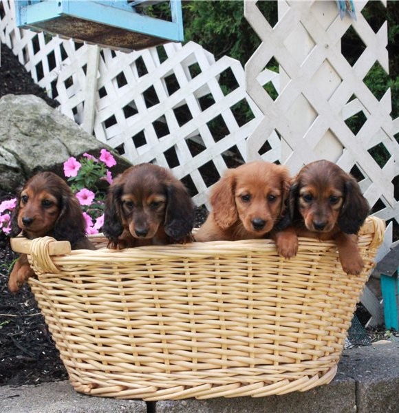 Miniature Dachshund puppies for sale Image eClassifieds4u