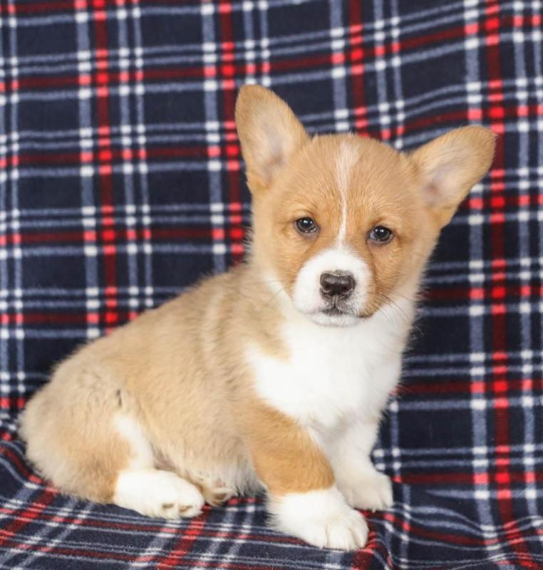 Pembroke Welsh Corgi Puppies text (587) 779-6996 Image eClassifieds4u