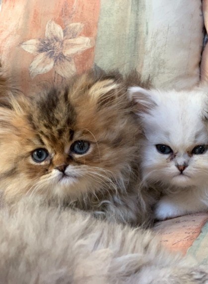 Persian Cats new homes text (587) 779-6996 Image eClassifieds4u