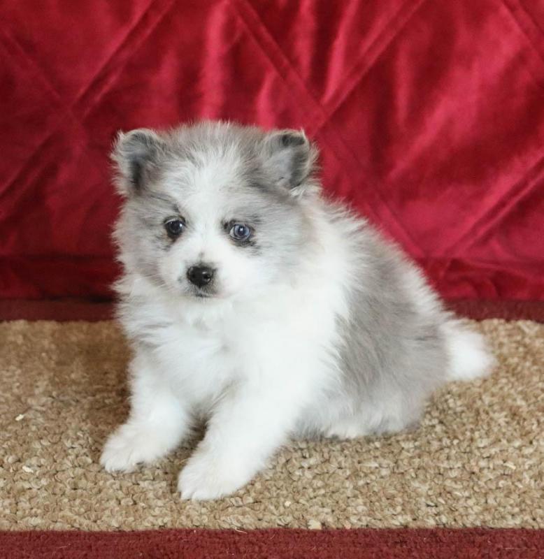 Pomeranian puppies text (587) 779-6996 Image eClassifieds4u
