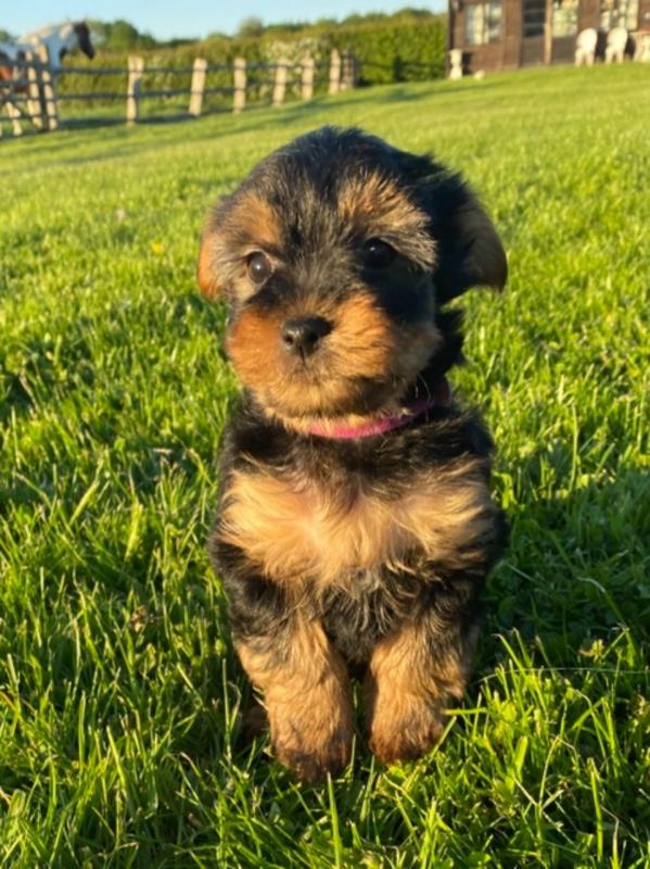 Potty Tranied Yorkie Puppies for New Homes Image eClassifieds4u