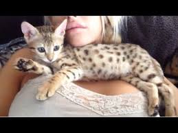 savanna kittens available text (587) 779-6996 Image eClassifieds4u