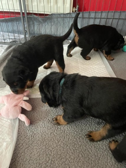 Super Rottweiler Pups Image eClassifieds4u