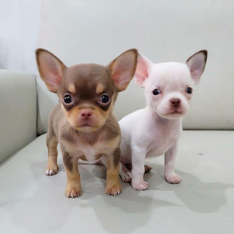 Teacup Chihuahua puppies Both male and female. Image eClassifieds4u