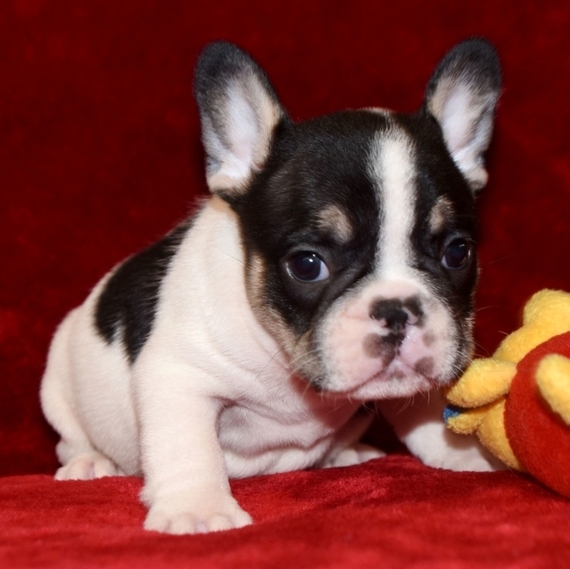 Well Trained French Bulldog puppies. Image eClassifieds4u