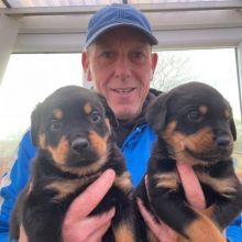 Beautiful male and female Rottweiler puppies for adoption.