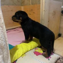 Cute Male and female Rottweiler puppies for sale at affordable price.
