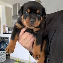 Gorgeous 1 male and 1 female Rottweiler puppies.