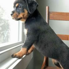 Pretty male and female Rottweiler puppies for adoption.
