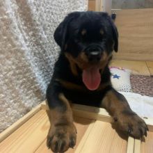 Very Healthy male and female Rottweiler puppies for adoption.