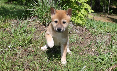 Lovely Shiba Inu puppies. Image eClassifieds4u