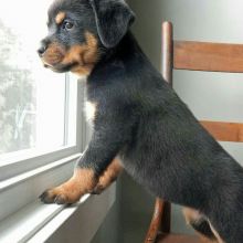 Pretty male and female Rottweiler puppies for adoption. Image eClassifieds4U