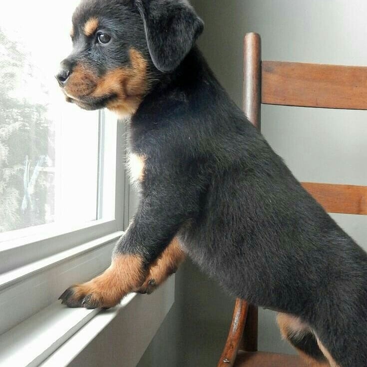 Pretty male and female Rottweiler puppies for adoption. Image eClassifieds4u