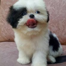 Adorable shih-tzu puppies available for adoption. (ritakind97@gmail.com)