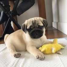 Excellent Pug Puppies for adoption Email us ( dylanmilton225@gmail.com)