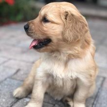 Stunning golden retriever puppies available for adoption. (emmareagan02@gmail.com)