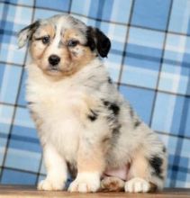 Well trained Australian Shepherd Puppies for adoption Email us ( dylanmilton225@gmail.com)