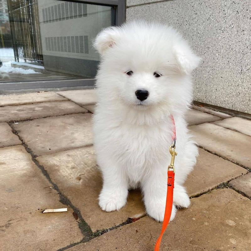 Adorable samoyed puppies for adoption. (ketimercy317@gmail.com) Image eClassifieds4u