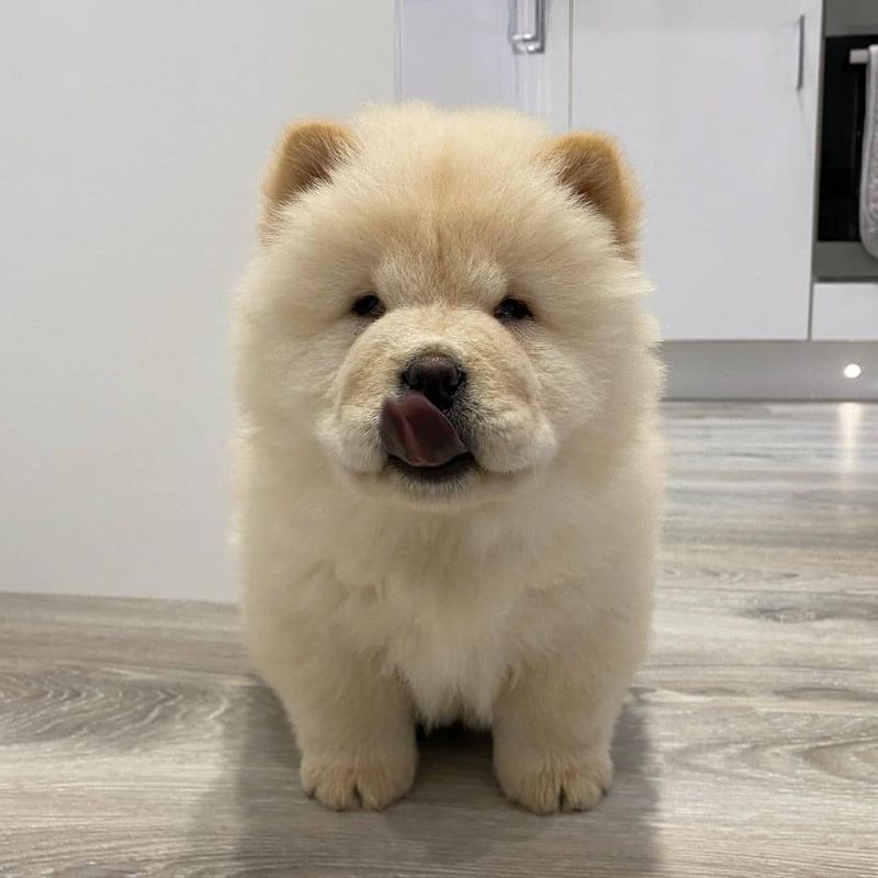 Beautiful chow chow puppies for adoption. (rebeccaswea@gmail.com) Image eClassifieds4u
