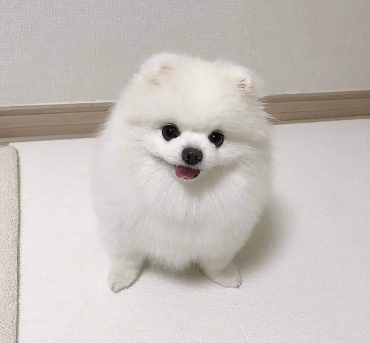 Beautiful pomeranian puppies available for adoption. (arielmeagan26@gmail.com) Image eClassifieds4u