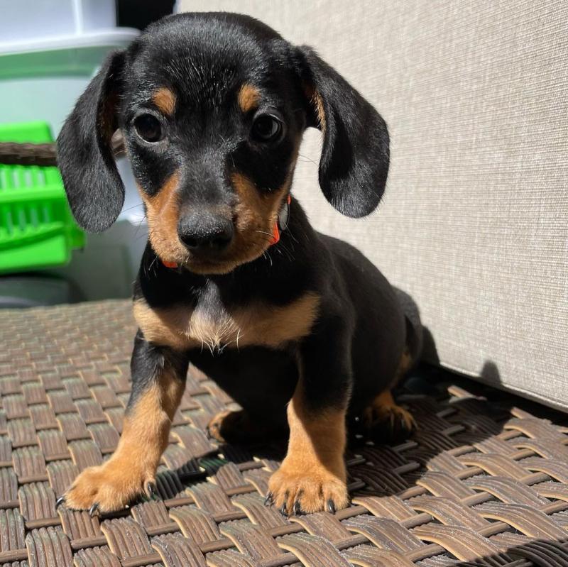 Dachshund puppies for adoption. (mikeearn50@gmail.com) Image eClassifieds4u