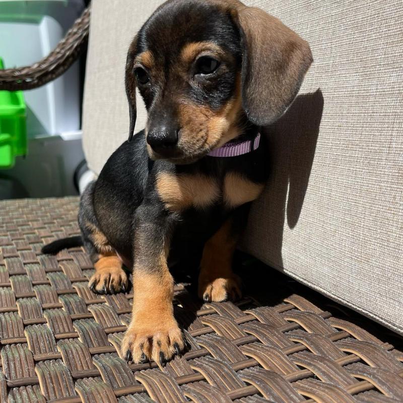 Dachshund puppies for adoption. (mikeearn50@gmail.com) Image eClassifieds4u