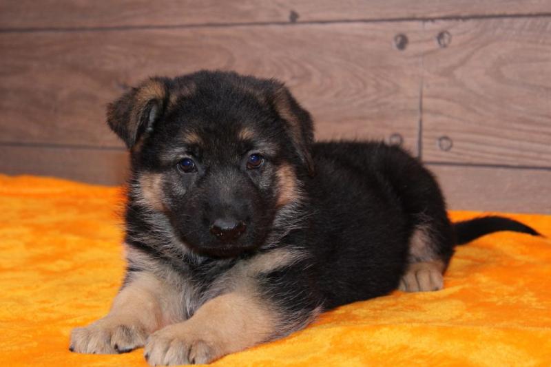 Intelligent German Shepherd Puppies for adoption Email us ( dylanmilton225@gmail.com) Image eClassifieds4u