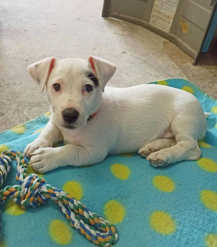 Jack Russell puppies available for adoption. (peterbrooks594@gmail.com) Image eClassifieds4u