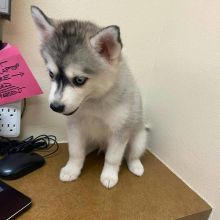 Adorable POMSKY puppies for adoption. (danconimann@gmail.com) Image eClassifieds4u 2