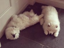 Adorable samoyed puppies for adoption. (ketimercy317@gmail.com) Image eClassifieds4u 2