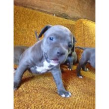 Blue Nose Pitbull Puppies for adoption Email us ( dylanmilton225@gmail.com) Image eClassifieds4U