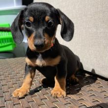 Dachshund puppies for adoption. (mikeearn50@gmail.com) Image eClassifieds4u 2