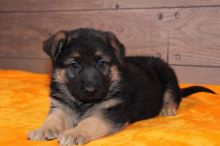 Intelligent German Shepherd Puppies for adoption Email us ( dylanmilton225@gmail.com) Image eClassifieds4U