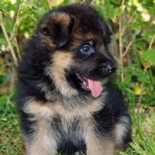 Intelligent German Shepherd Puppies for adoption Email us ( dylanmilton225@gmail.com) Image eClassifieds4U