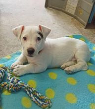 Jack Russell puppies available for adoption. (peterbrooks594@gmail.com) Image eClassifieds4u 1
