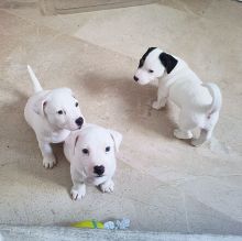 Jack Russell puppies available for adoption. (peterbrooks594@gmail.com) Image eClassifieds4u 2