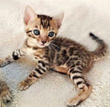 Lovely Bengal kittens for adoption Email us ( dylanmilton225@gmail.com ) Image eClassifieds4U